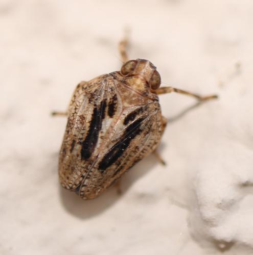 Issus coleoptratus